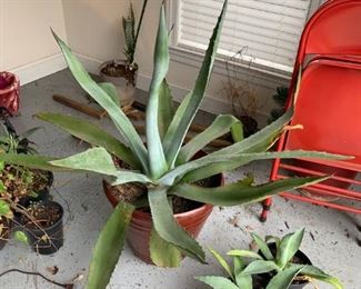 #54 Large Agave Plant in ceramic Plant - 40" inch $45.00