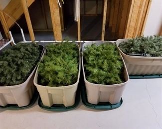 more than 4 faux Christmas trees