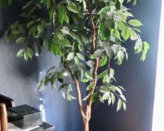 Ficus Trees (several) - $10 each