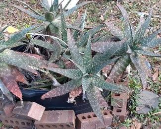 plants and bricks for sale
