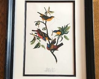 “Painted finch”  framed bird print, framed size 19.5” x 27”.