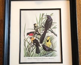 Arthur Singer framed bird print, framed size 21.5” x 26”.