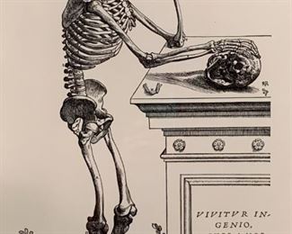 Lot #233 - $60 - Wood Framed & Matted Human Skeleton / Skull Print / Poster (Latin)
