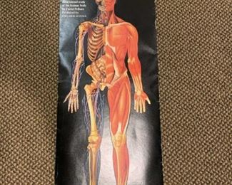 Dimensional Man Anatomical Study