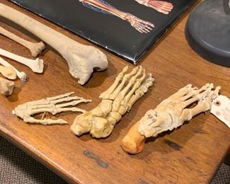 Human Bones / Anatomy / Anatomical Studies