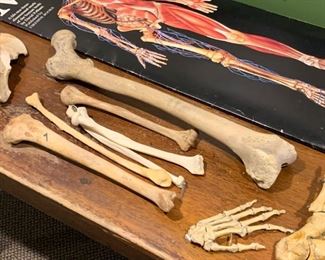 Human Bones / Anatomy / Anatomical Studies