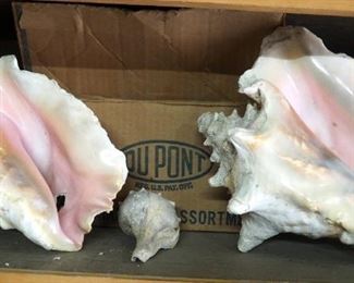 Seashell Collection, Including Large Conch Shells