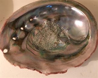 gorgeous abalone shell