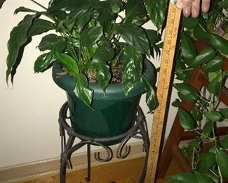 Plant stand with plant $9.00 (pick up only)