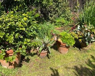 Outdoor plants in pots