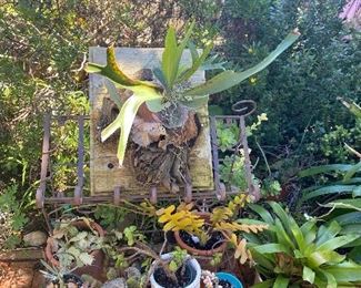 More plants and a staghorn