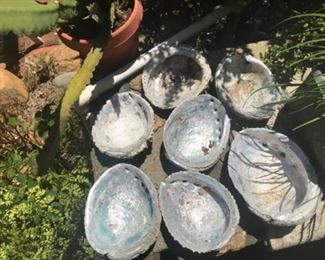 Abalone shells