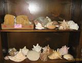 seashells & coral