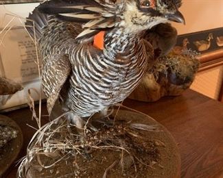Taxidermy Mounts quail