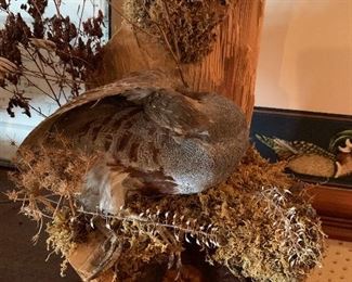 Taxidermy mount birds quail