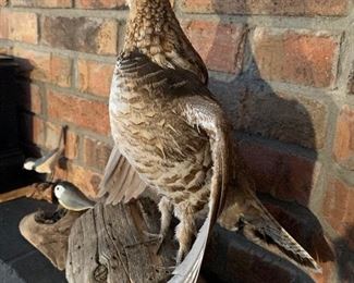 Taxidermy Mounts, sitting on base with hidden drawer