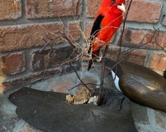 Bird mount