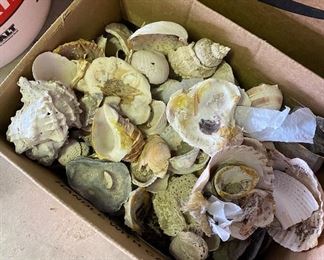 Box of Assorted Sea Shells