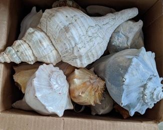 Seashells