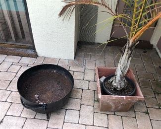 Antique cast iron wash pot and large potted palm.