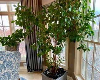 Sold-                   Pair of Trees in Planters 