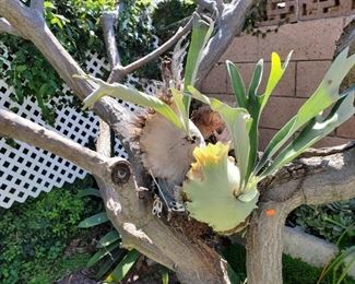 Staghorn Plant $230