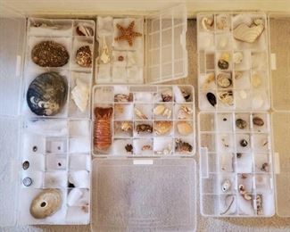 1005: Collection of Seashells
Collection of Seashells