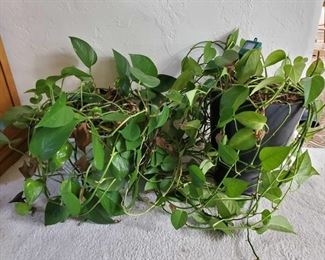 2 Real House Plants