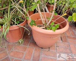 9 Planters with Plants and Anchor