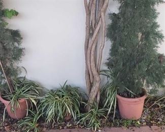 8 Planters sizes are between, 15x147, 8x7. tallest plant is 75" smallest is 16"