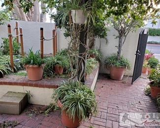 Approx 12 Planters and Plants measures approx: 9x7, too 25x22. Tallest plant is approx 103"
