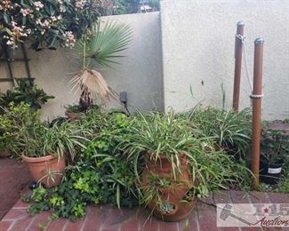Approximately 9 Plants and Planters plants planters measure approx 18x10-7"6", tallest plant is 47" smallest is 15"