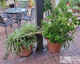2 planes and pots measures approx 118x18, 18x119. Tallest plant is 55" smallest is 28"