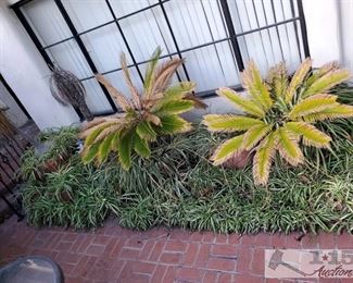 Approx 12 Planters with Plants > Planters measure approx from 10x11 to 30x19. Tallest plant is 93" widest plant measures approx 58"