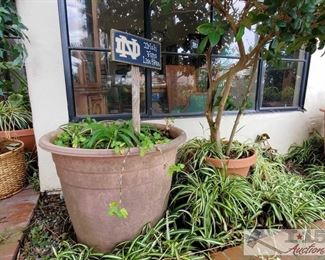 2 Planters - Large and Medium Sized