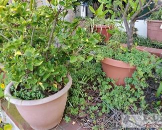 3 Planters
Measurements range from " x 11" - 22" x 16"