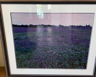 *Signed* Louis W. Cantillo Blue Bonnet Brenham, Texas	22.5x26.5in		SC209