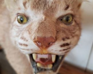 taxidermy bobcat..poor thing