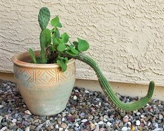 #38 Pot with live cactus - $38