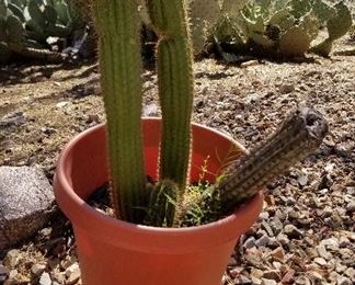 #109 Cactus and pot - $25