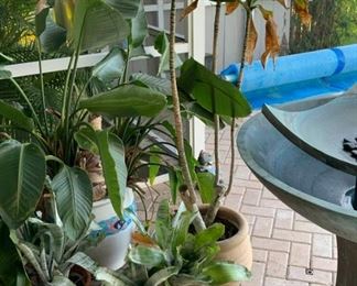 Assorted indoor and outdoor plants #1 https://ctbids.com/#!/description/share/367390