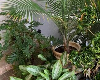 Assorted indoor and outdoor plants #3 https://ctbids.com/#!/description/share/367392