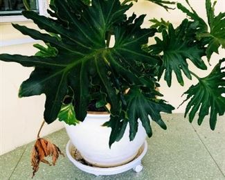 REDUCED $200 FOR PAIR 16" Ceramic potted planters on rollers $250 pair