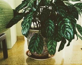 Pair Asian pots with plants $250