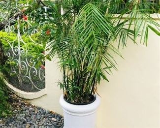Planter $50