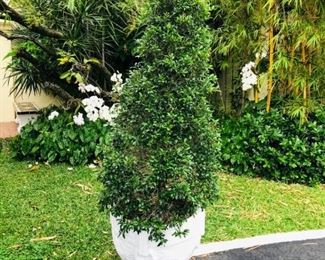 Large Topairy Planter $175