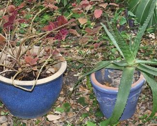 Potted Coleus in Large Blue Glaze Stoneware Planter (11”H x 15”W) and Potted Aloe Vera in Blue Glazed Terracotta Planter (9”H x 10.5”W)