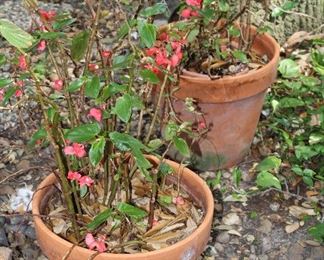 Large Terracotta Potted Begonias (12”H x 14”W)