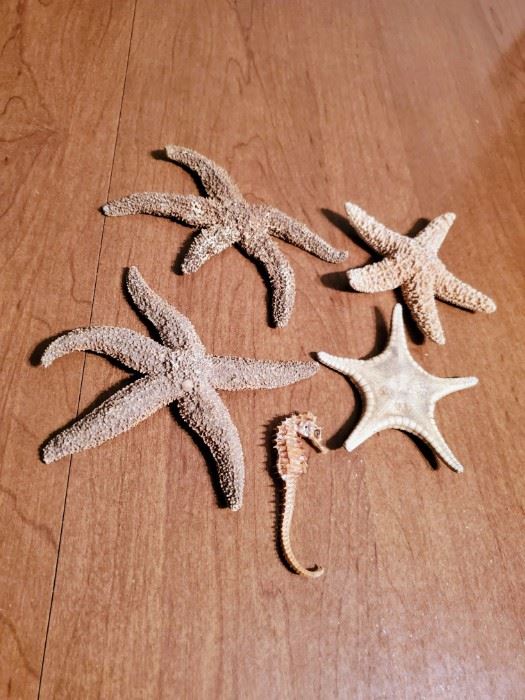 (P14)Sea Horse & Star Fish $20 