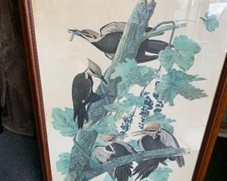 $350 James Audubon Lithograph
